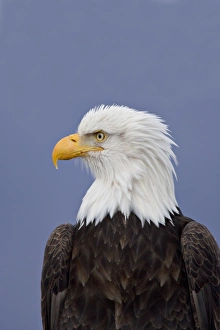 Bald Eagle (Haliaeetus leucocephalus) portrait