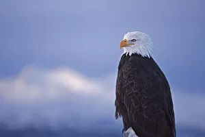 USA, North America, Alaska Gallery: Bald Eagle, Homer, Alaska, USA