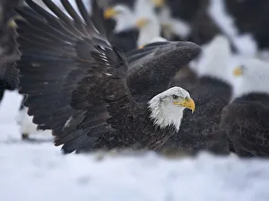 Images Dated 10th September 2021: Bald Eagle, Homer, Alaska, USA