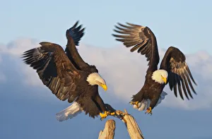 Bald Eagle, Homer, Alaska, USA