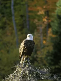 Images Dated 31st August 2006: Bald Eagle in UP Michigan
