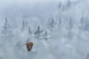Raptor Prints: Bald Eagle, Nooksack River in Washington State