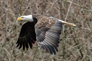 Raptor Prints: Bald Eagle, Nooksack River in Washington State
