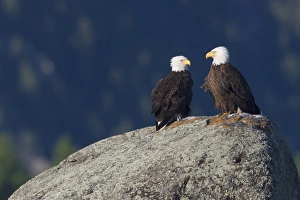 Images Dated 30th June 2008: Bald Eagle Pair