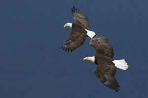 Ken Archer Prints: Bald Eagle Pair in Flight