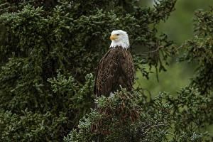 National Bird Prints: Bald eagle perched along Alagnak River, Alaska