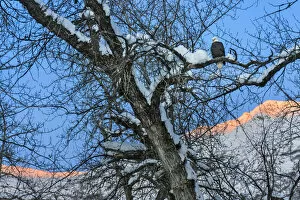 Bald Eagle perched on a tree covered with snow, snow mountain in the distance, Haines