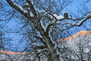 USA, North America, Alaska Gallery: Bald Eagle perched on a tree covered with snow, snow mountain in the distance, Haines