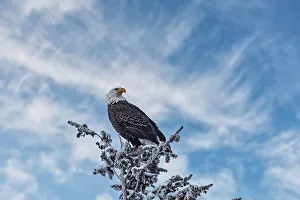 Images Dated 29th March 2024: Bald eagle perched on a tree in the Lamar Valley of Yellowstone National Park