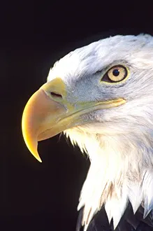 Bald Eagle Portrait