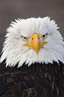 Homer Prints: Bald Eagle Portrait, Bald Eagle in flight, Homer, Alaska, Haliaetus leucocephalus
