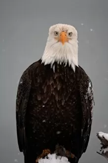 Bald Eagle Portrait in the Snow, Haliaeetus leucocephalus, Homer Alaska 2006