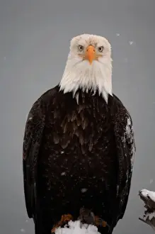 Images Dated 6th March 2006: Bald Eagle Portrait in the Snow, Haliaeetus leucocephalus, Homer Alaska 2006