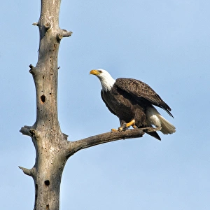 Intense Prints: A Bald Eagle prepares to leap into flight