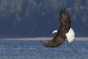 Washington Prints: Bald Eagle, Preparing to strike