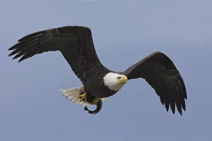 Ken Archer Prints: Bald Eagle, returning to perch to eat catch
