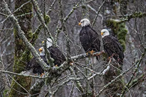 Michael Schertz Prints: Bald eagle during the Salmon Run along Nooksack River in Washington State