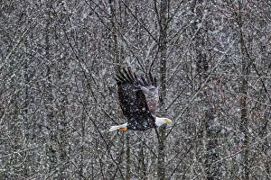 Michael Schertz Prints: Bald eagle during the Salmon Run along Nooksack River in Washington State