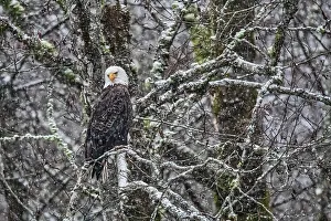Michael Schertz Prints: Bald eagle during the Salmon Run along Nooksack River in Washington State