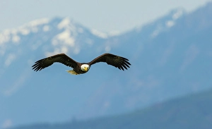 Raptor Prints: Bald eagle searching for a meal