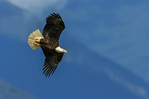 Raptor Prints: Bald eagle with sights on target, Washington State