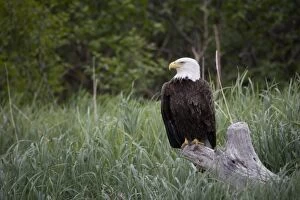 Images Dated 22nd June 2007: Bald Eagle sitting on a stump along a beach in Katmai National Park, Alaska