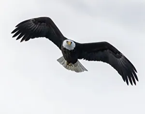 Images Dated 9th March 2021: Bald eagle soring high looking for prey