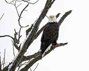 Images Dated 10th November 2020: Bald Eagle staring