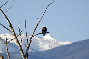 Mature Prints: Bald Eagle in treetop with the Bitterroot Mountains near Florence Montana