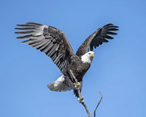 Bald Eagle trying to steady the branch it has just landed