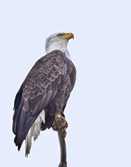 Kansas Prints: Bald Eagle watching something flying above