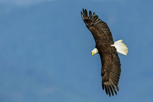 Raptor Prints: Bald eagle zeros in on possible meal, Washington State