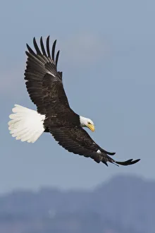 National Bird Prints: Bald Eagles in Flight