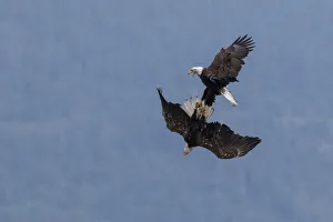 National Bird Prints: Bald Eagles, in flight squabble