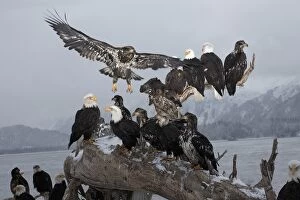 Bald Eagles gathering on a log, Haliaeetus leucocephalus, Homer, Alaska