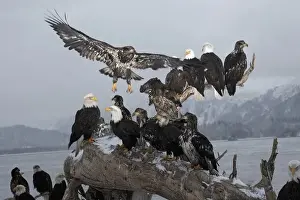 Gathering Prints: Bald Eagles gathering on a log, Haliaeetus leucocephalus, Homer, Alaska