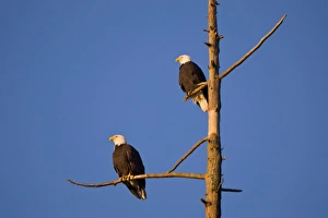 Bald eagles, Haliaeetus leucocephalus, Stanley Park, British Columbia