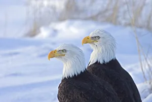 USA, North America, Alaska Gallery: Two Bald Eagles (Haliaeetus leucocephalus), Alaska, US