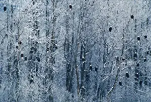 Bald Eagles (Haliaeetus leucocephalus) at the Chilkat Bald Eagle Preserve, Alaska