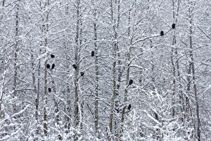 USA, North America, Alaska Prints: Bald Eagles perched on trees covered with snow, Haines, Alaska, USA