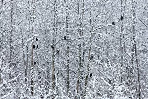 USA, North America, Alaska Gallery: Bald Eagles perched on trees covered with snow, Haines, Alaska, USA