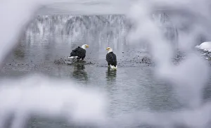 USA, North America, Alaska Prints: Bald Eagles on the river in the forest covered with snow, Haines, Alaska, USA