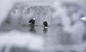 USA, North America, Alaska Gallery: Bald Eagles on the river in the forest covered with snow, Haines, Alaska, USA