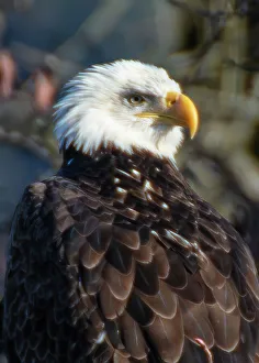 Raptor Prints: Bald Eagles along Washington States Nooksack River for the Salmon Run