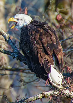 Raptor Prints: Bald Eagles along Washington States Nooksack River for the Salmon Run