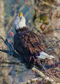 Raptor Prints: Bald Eagles along Washington States Nooksack River for the Salmon Run