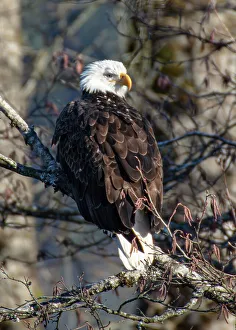 Raptor Prints: Bald Eagles along Washington States Nooksack River for the Salmon Run