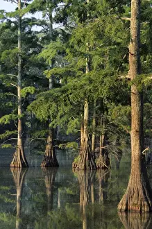 Baldcypress trees (Taxodium distichum) at Horseshoe Lake Conservation Area, Alexander Co