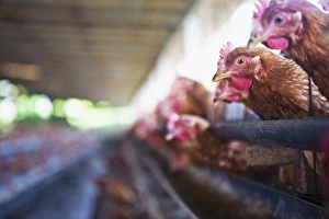 Images Dated 10th February 2010: Bali, Indonesia. A chicken farm in the central region of Bali