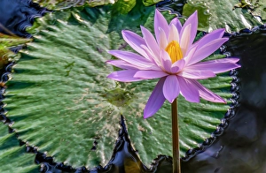 Ground Prints: Bali, Indonesia, Close-up portrait of mauve water lily